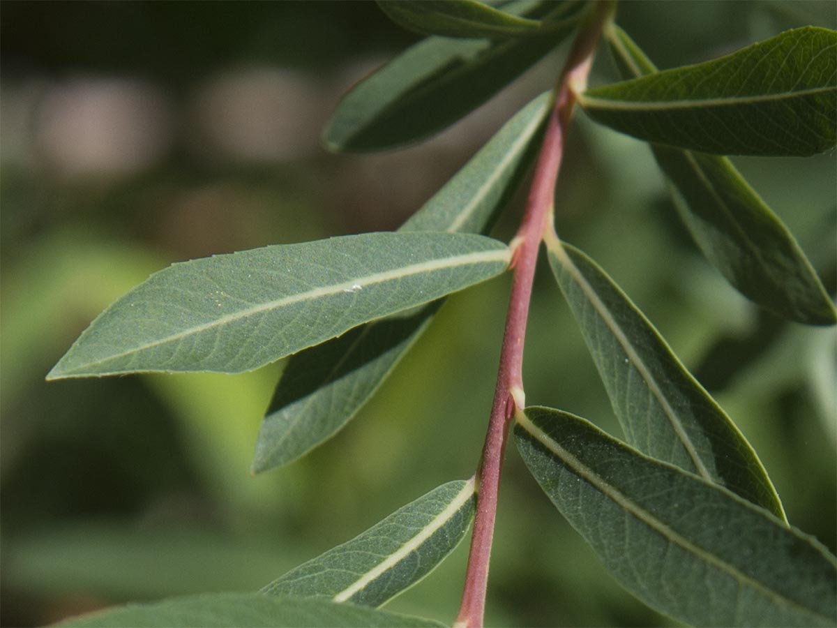 Salix purpurea